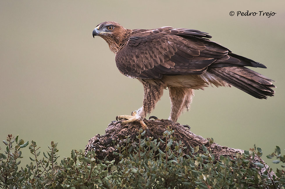 Aguila perdicera (Aquila fasciata)